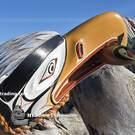 Authentic, hand carved, Indigenous art direct from artist, new in our native art gallery, Vancouver Island, Native American art Northwest Coast