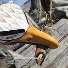 Authentic, hand carved, Indigenous art direct from artist, new in our native art gallery, Vancouver Island, Native American art Northwest Coast